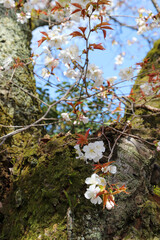 Fototapete bei efototapeten.de bestellen   