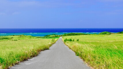 沖縄県伊江島の海へ広がる夏はサトウキビ畑である一本道