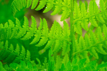 fern leaf in the forest