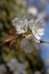 Fototapete bei efototapeten.de bestellen   