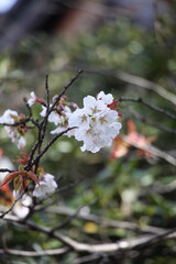 山桜の白い花