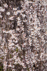 本満寺の枝垂れ桜