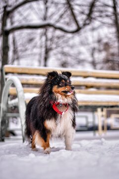 Portrait of a tricolor Sheltie dog with a red collar in the snow on a light background, looks like a Christmas card - picture