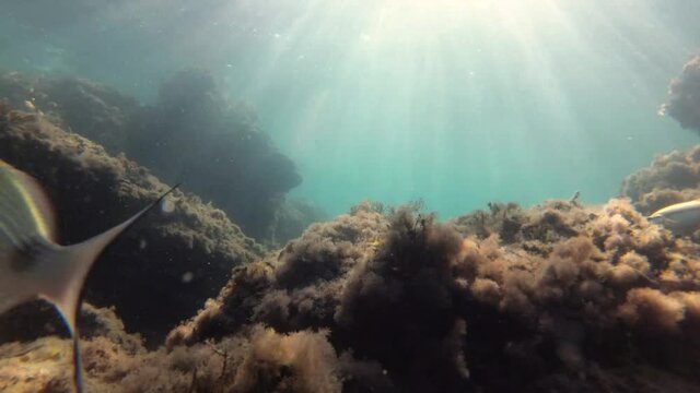 Adriatic sea fish. Underwater shot from the Bay of Boka Kotorska, in Herceg Novi