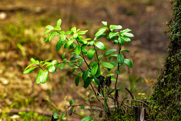 lingonberry leaf in the forest