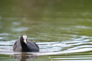 The Eurasian coot (Fulica atra)