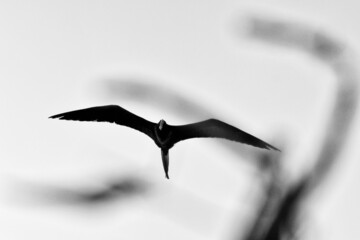 A male Magnificent Frigate Bird is aloft and searching for a meal to steal from other seabirds...