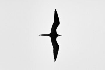 A male Magnificent Frigate Bird is aloft and searching for a meal to steal from other seabirds feeding on fish. - obrazy, fototapety, plakaty