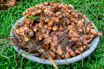 Heaps of freshly harvested Turmeric roots on a bowl on the grass side view. The drying process begins after cleaning the dirt and the soil in turmeric roots for making turmeric powder.