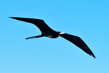 A male Magnificent Frigate Bird is aloft and searching for a meal to steal from other seabirds feeding on fish.