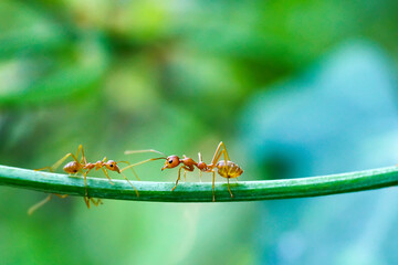 Red ants are looking for food on green branches. Work ants are walking on the branches to protect the nest in the forest.
