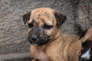 Obraz premium Cute Brown Littile Puppies Sitting in corner