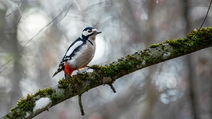 bird, natur, wild lebende tiere, tier, specht, wild, schnabel, baum, jägerliest