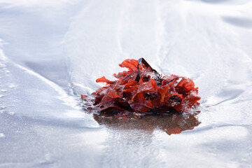 Red seaweed lies on the sand © Shchipkova Elena
