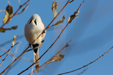 Bearded reedling sits on a branch on an autumn day