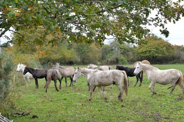 beautiful horses in a field