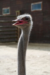 Ostrich on an ostrich farm, Struthio camelus