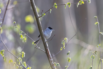 A blackcap sings in the forest on a branch against a blurred background