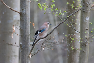 A jay sits on the branch of a spruce in the forest