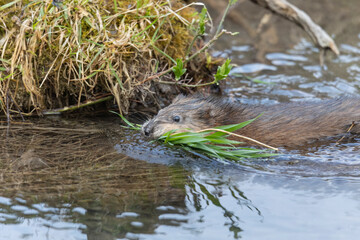 A young muskrat on the banks of a stream looking for food