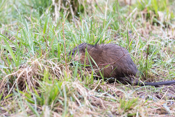 A young muskrat on the banks of a stream looking for food