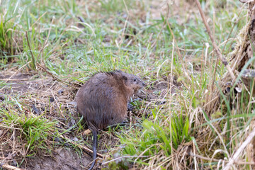 A young muskrat on the banks of a stream looking for food