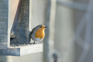 Robin the bird of the year 2021 on a branch