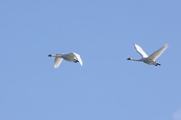 Whooper swans fly in blue sky
