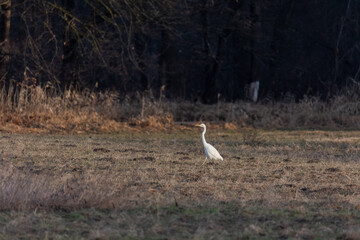 Obraz na płótnie Canvas Great White Egret in a field at the edge of the forest