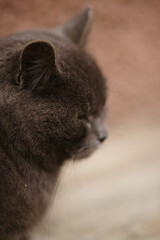 Face of an grey British cat, closeup profile view.