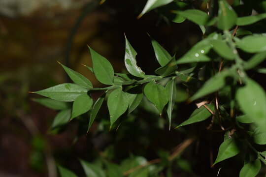 Foliage of Ruscus aculeatus, known as butcher's broom