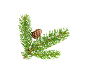 pine branch with a cone isolated on white background