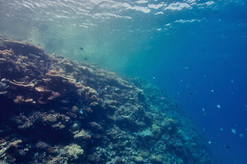 Naklejka na ściany i meble Korallenriff - Corals - Rotes Meer - Red Sea