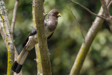 Eastern Grey Plantain-eater - Crinifer zonurus, large special bird from African woodlands and forests, Entebbe, Uganda.