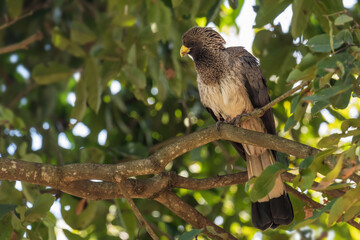 Eastern Grey Plantain-eater - Crinifer zonurus, large special bird from African woodlands and forests, Entebbe, Uganda.
