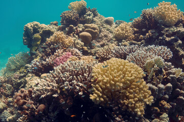 Fototapeta na wymiar Korallenriff - Corals - Rotes Meer - Red Sea