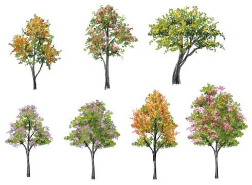 watercolor tree side view isolated on white background  for landscape plan and architecture layout drawing, elements for environment and garden,blossom grass,flower blooming