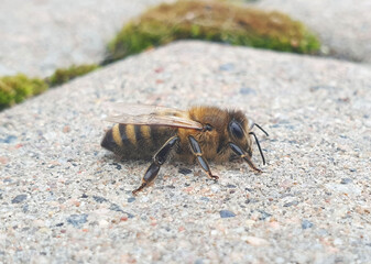 wasp on the ground macro bee