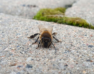 bee on the ground