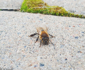 macro camera bee
