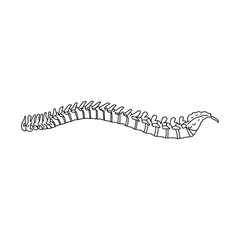 The human spine, drawn by lines on white background. Vector Stock illustration.