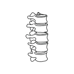 The human spine, drawn by lines on white background. Vector Stock illustration.