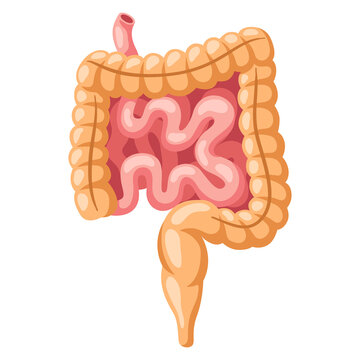 Illustration of intestines internal organ. Human body anatomy. Health care and medical icon.