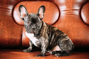 Poster Junge kleine schwarze französische Bulldogge Hundewelpe sitzt auf dem Sofa. Lustiges Hundebaby mit schöner schwarzer Schnauze mustert Bulldoggen-Hündchen. Entzückender Bulldoggen-lustiger Welpe © Grigory Bruev