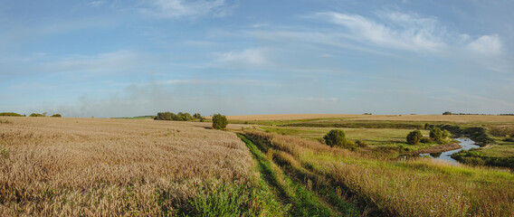 Summer landscape with wheat fields