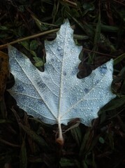 autumn leaves on the ground