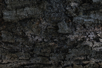Dark wooden texture or background. Close-up.
