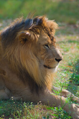 portrait of a lion