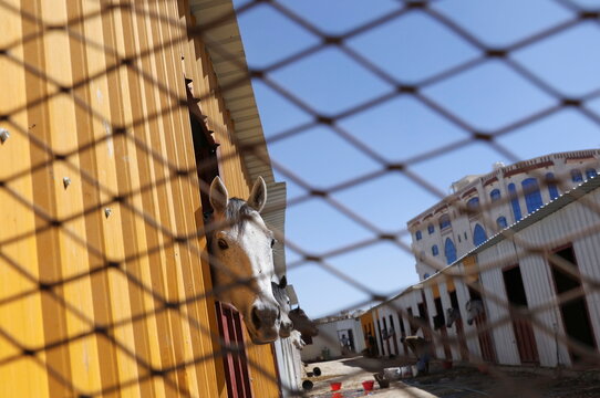 Horse is pictured through a screen fence at the yard of al-Asema Equestrian Club in Sanaa, Yemen