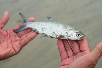 Fisherman caught small fish from sea ocean for food cooking raw material